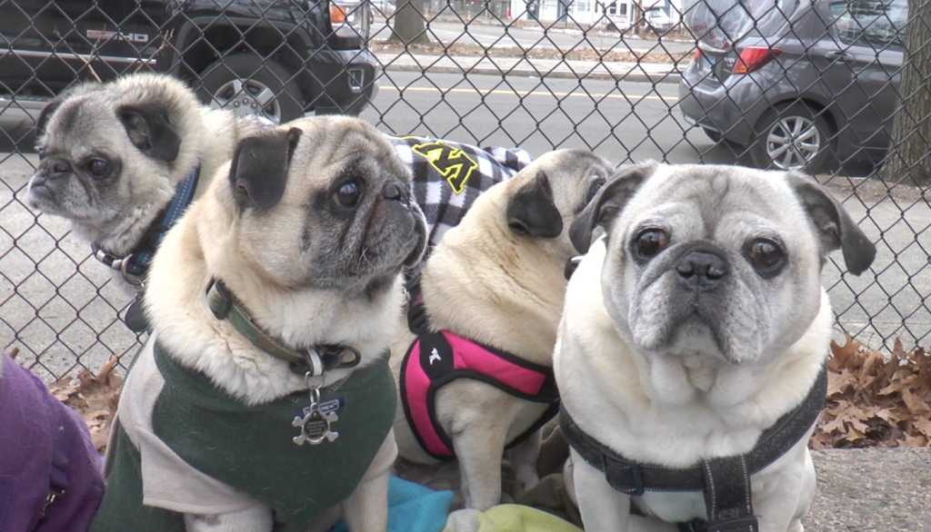 #THAT: Inside New Havens pug meetup