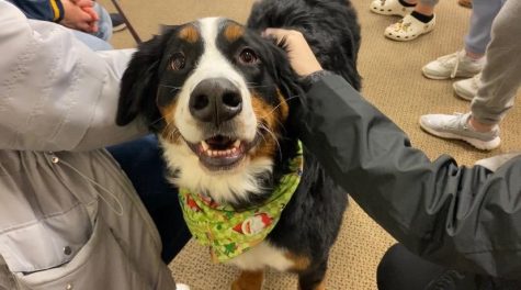 SGA brings therapy dogs to campus as finals approach